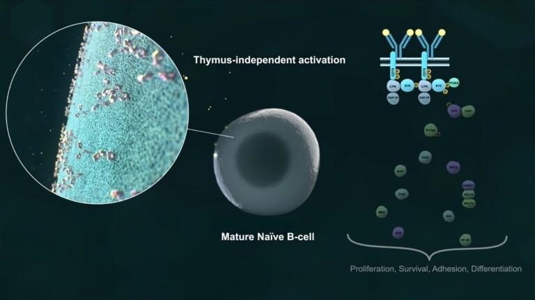 scientific-communication-of-B-cell-lifecycle-medical-animation
