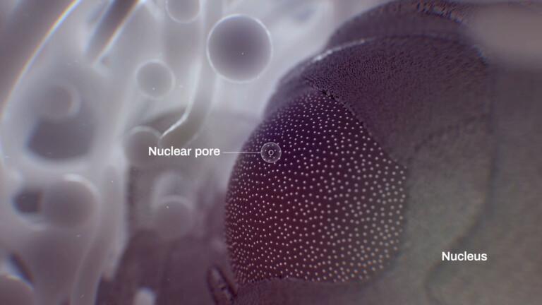cell biology animation closeup of nuclear pore