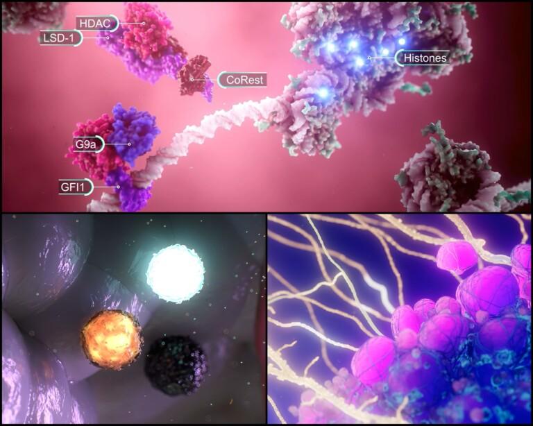 histones, white blood cells and the surface of tumor